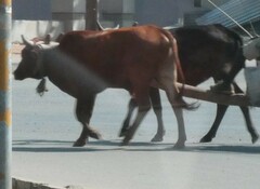 Bos indicus × taurus