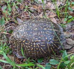 Terrapene carolina bauri
