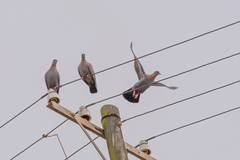 Columba guinea phaeonota