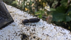 Callosciurus erythraeus