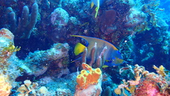 Holacanthus ciliaris