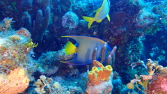 Holacanthus ciliaris