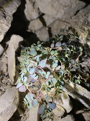 Euphorbia cinerascens
