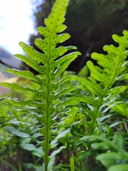 Polypodium californicum