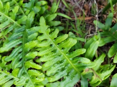 Polypodium californicum
