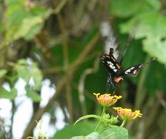 Pachliopta polyphontes