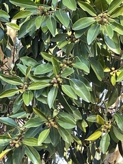 Pittosporum pentandrum