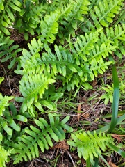 Polypodium californicum