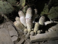 Escobaria tuberculosa