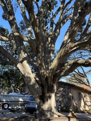 Pittosporum pentandrum