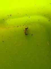 Liometopum occidentale