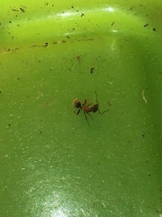 Liometopum occidentale