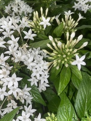 Pentas lanceolata
