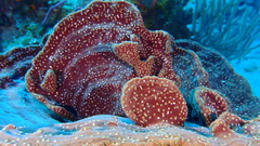 Cribrochalina vasculum