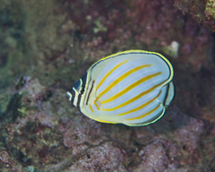 Chaetodon ornatissimus