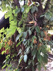 Syngonium angustatum