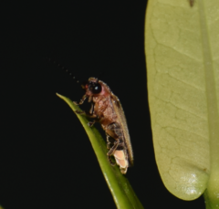 Photinus marginellus