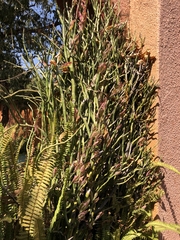 Euphorbia tithymaloides