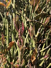 Euphorbia tithymaloides