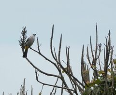 Pycnonotus aurigaster