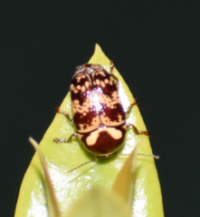 Cryptocephalus castaneus