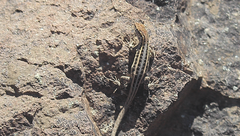 Liolaemus pseudolemniscatus