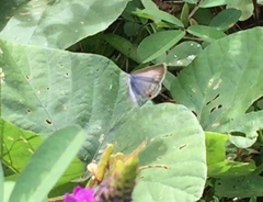 Catochrysops strabo strabo