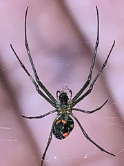 Leucauge argyrobapta