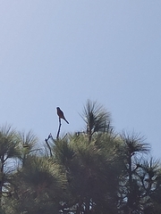 Falco tinnunculus canariensis