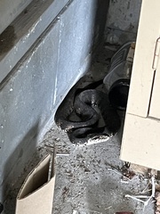 Nerodia fasciata pictiventris