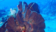 Smenospongia conulosa