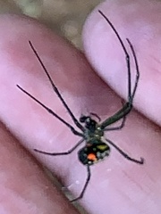 Leucauge argyrobapta