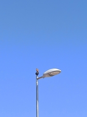 Falco tinnunculus canariensis