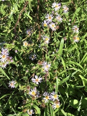 Symphyotrichum elliottii