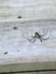 Leucauge argyrobapta