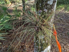Tillandsia bartramii