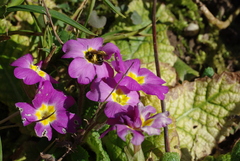 Andrena bicolor