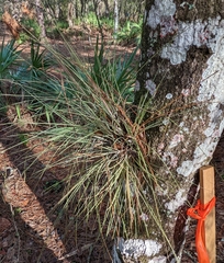 Tillandsia bartramii