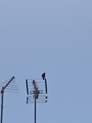 Falco tinnunculus canariensis