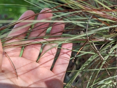 Tillandsia bartramii