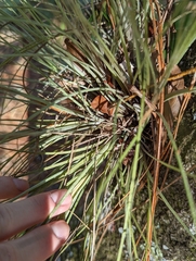 Tillandsia bartramii