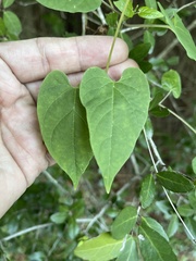 Gonolobus suberosus