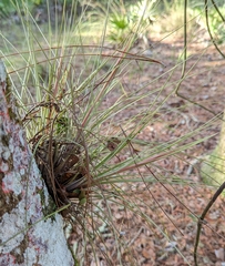 Tillandsia bartramii