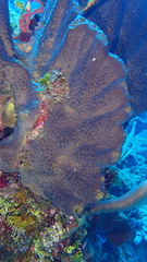 Smenospongia conulosa