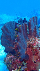 Smenospongia conulosa