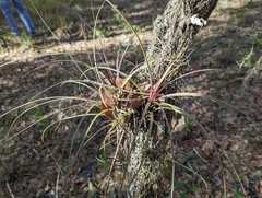 Tillandsia simulata