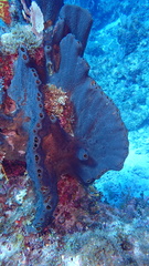 Smenospongia conulosa