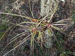 Tillandsia simulata