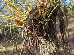 Tillandsia simulata