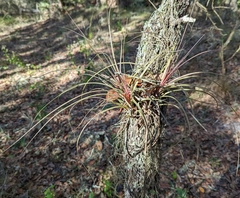 Tillandsia simulata